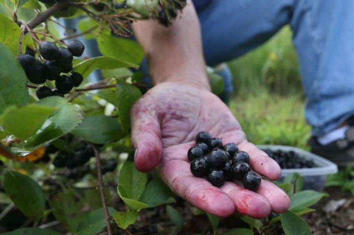 Korzyści zdrowotne wynikające z aronii aronia