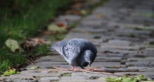 Jak czyścić kostkę brukową? czyszczenie kostki