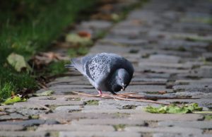 Jak czyścić kostkę brukową? czyszczenie kostki