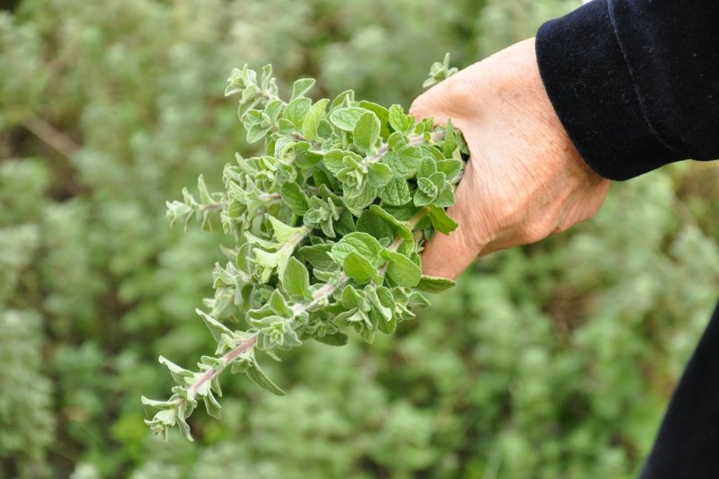Oregano – Właściwości i działanie zdrowotne oregano