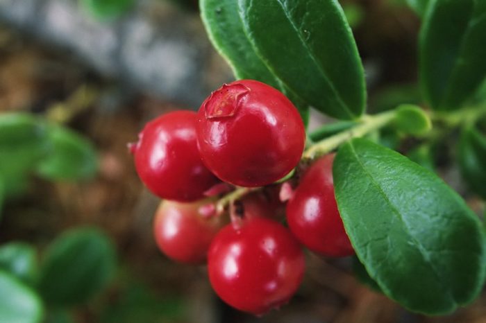 Żurawina – 8 powodów, dla których warto ją jeść żurawina